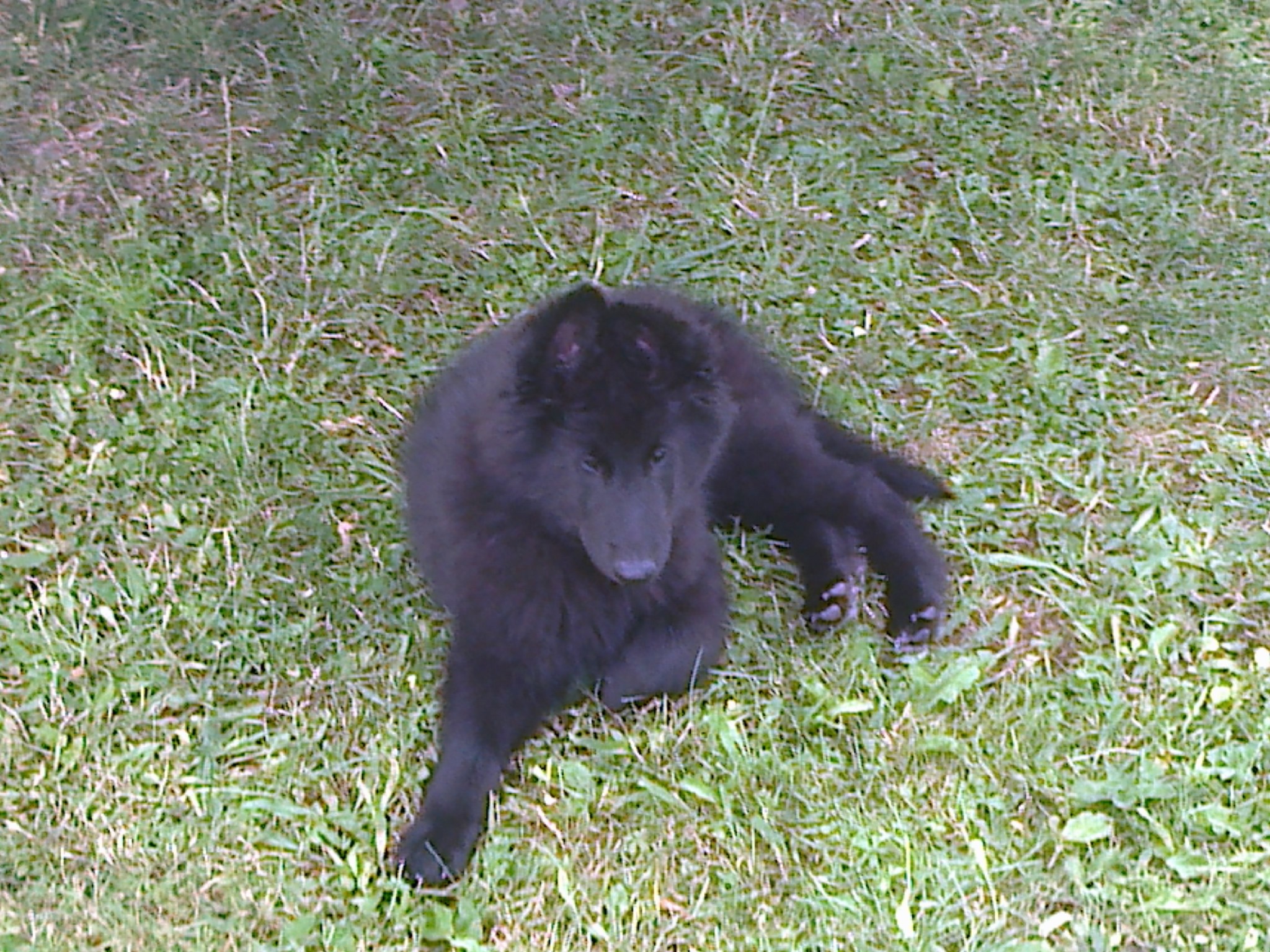 Madara de la Taniere de Saintonge